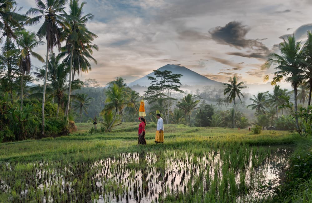 Bali Morning Rice Fields by Els Keurlinckx — canvas wall art