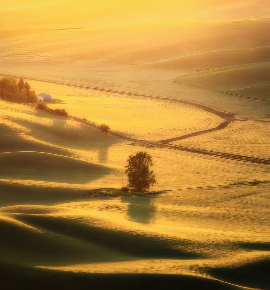 Golden Rolling Hills by NanZ — canvas wall art