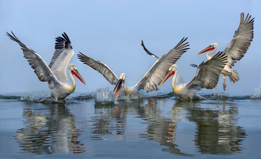 Graceful Pelicans On Water by Xavier Ortega — canvas wall art
