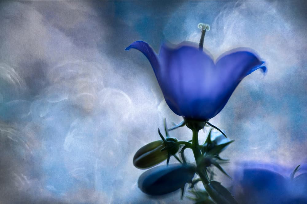 Dreamy Blue Bellflower by Greetje van Son — canvas wall art