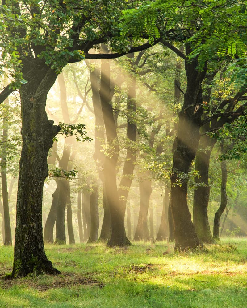 Misty Forest Light by Carmen Barna — canvas wall art