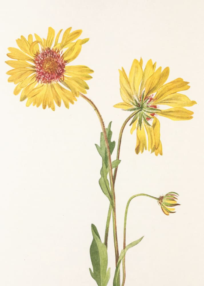 Perennial Gaillardia From North American Wildflowers (1925) By Mary Vaux Walcott. by Mary Vaux Walcott — canvas wall art