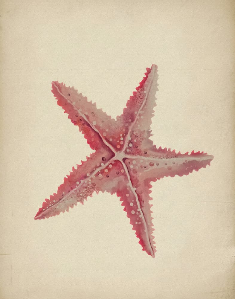 Vintage Pink Starfish by Josie George — canvas wall art