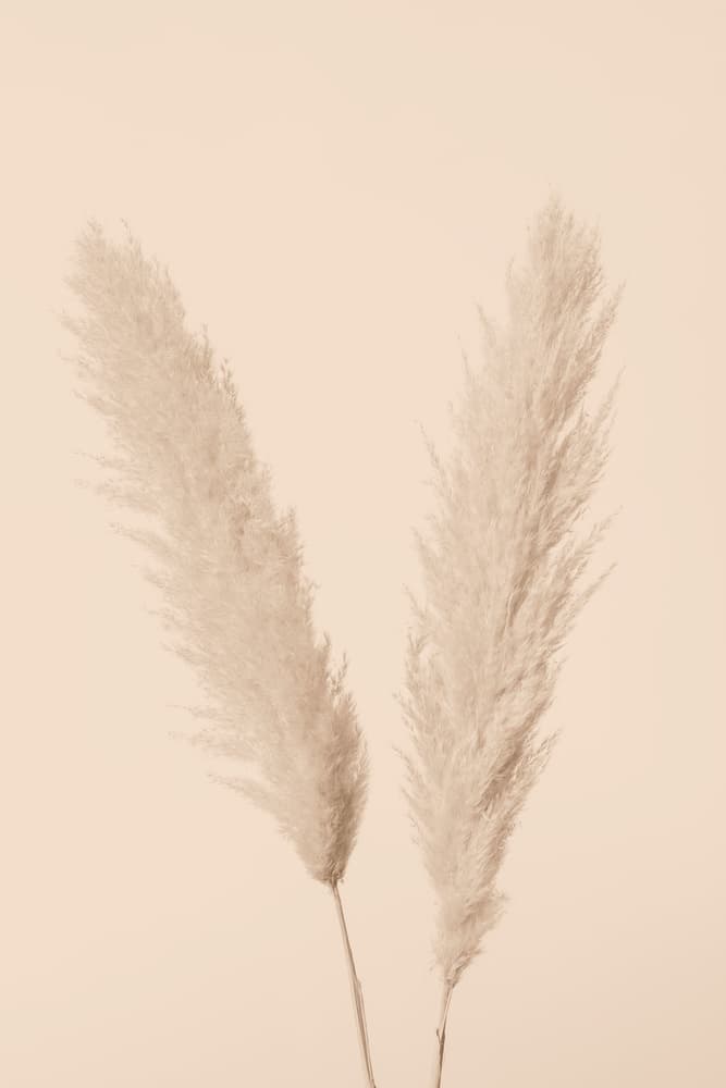 Pampas Grass Serenity by Pictufy Studio III — canvas wall art