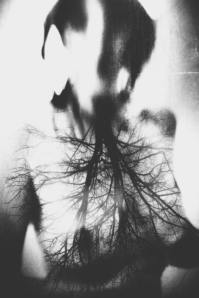 Tree Soul Silhouette by Bogdan Bouşcă — canvas wall art