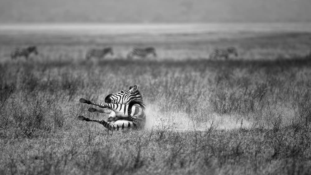 Playful Zebra Dust Bath by Nicolás Merino — canvas wall art