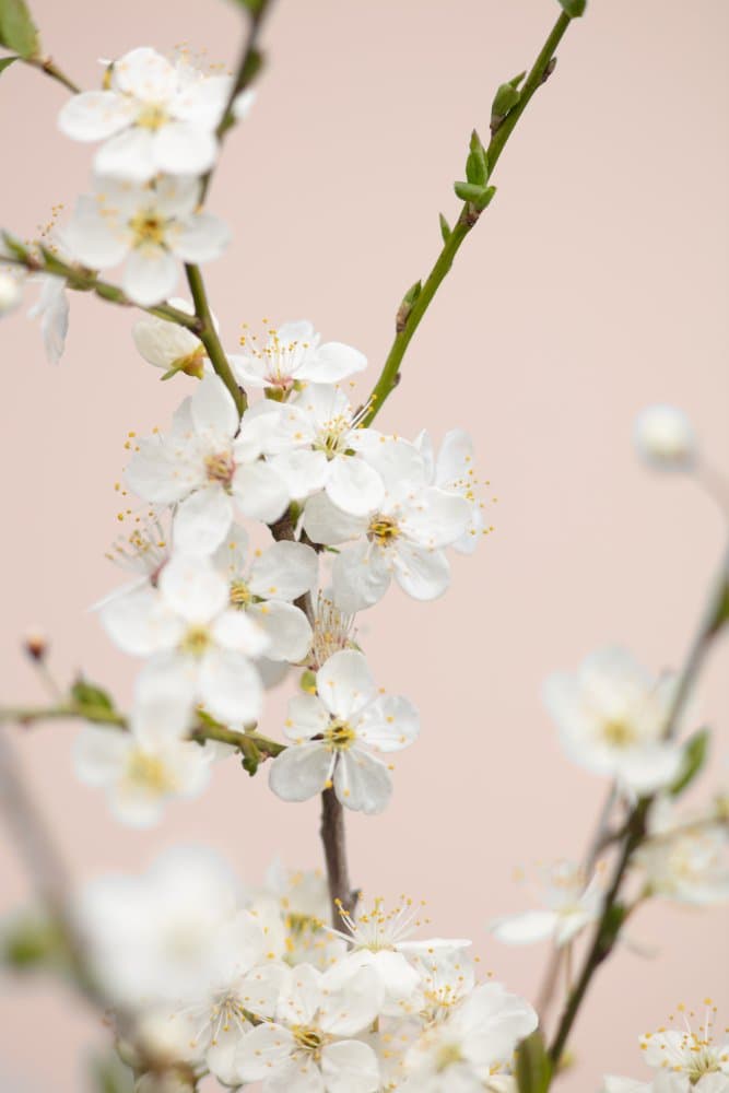 Delicate Cherry Blossoms by Pictufy Studio III — canvas wall art