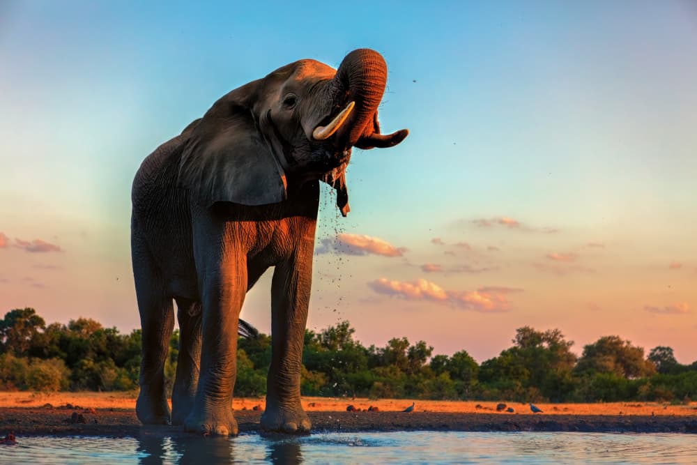 Golden Hour Elephant by Jun Zuo — canvas wall art