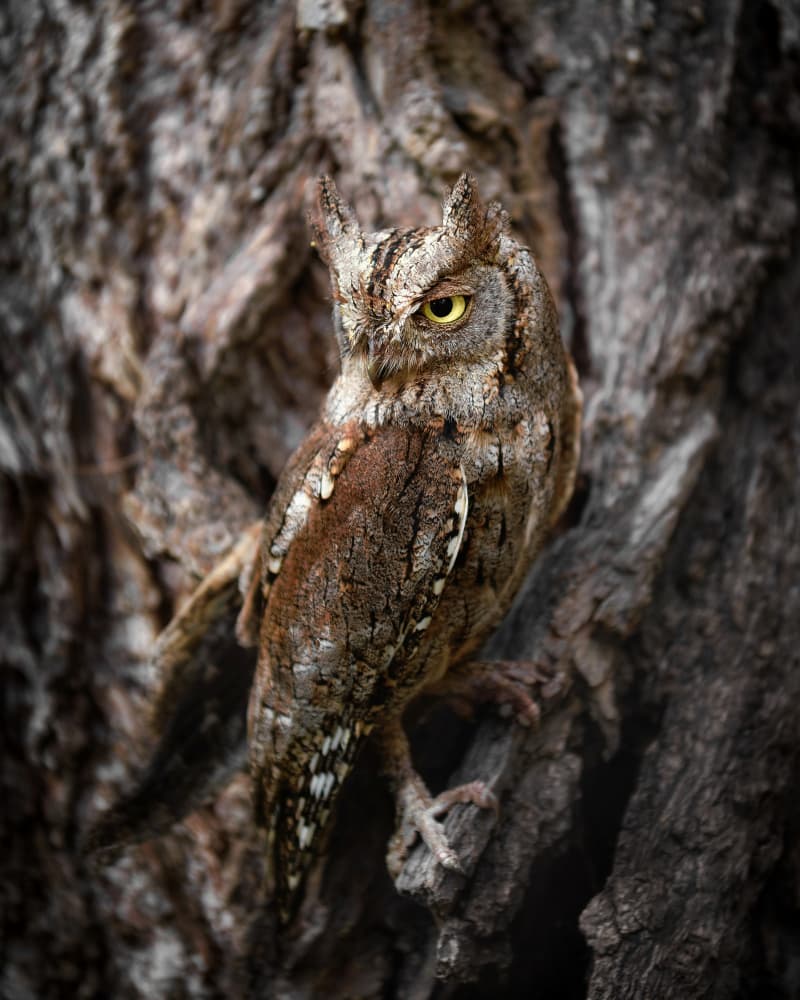 Alert Woodland Owl by Michaela Firešová — canvas wall art