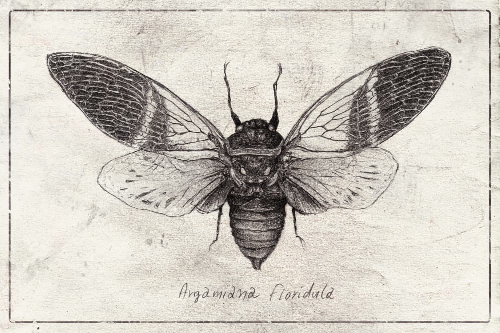 Insect Illustration by Mike Koubou — canvas wall art