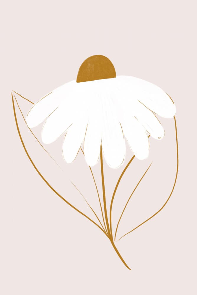 Minimalist Daisy Bloom by Menina Lisboa — canvas wall art