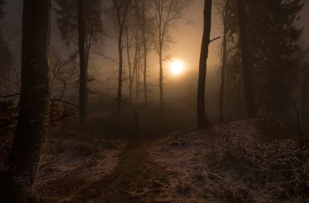Mystical Forest Glow by Norbert Maier — canvas wall art