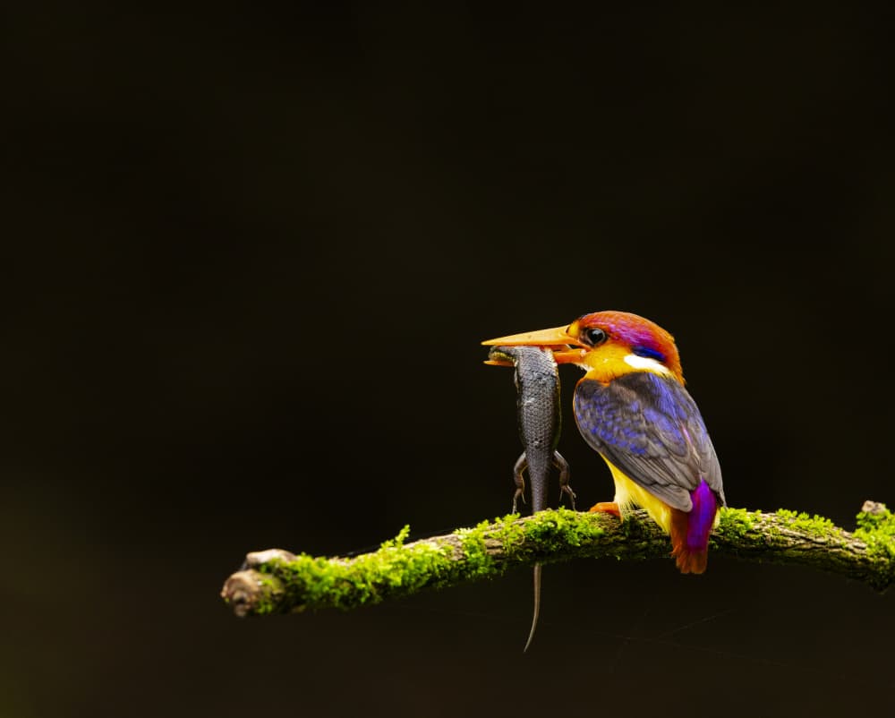 Vibrant Kingfisher Catches Lizard by Nikhil Parnandi — canvas wall art