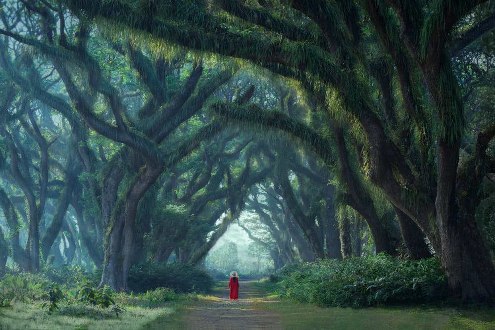 Enchanted Forest Walk by Leah Xu — canvas wall art