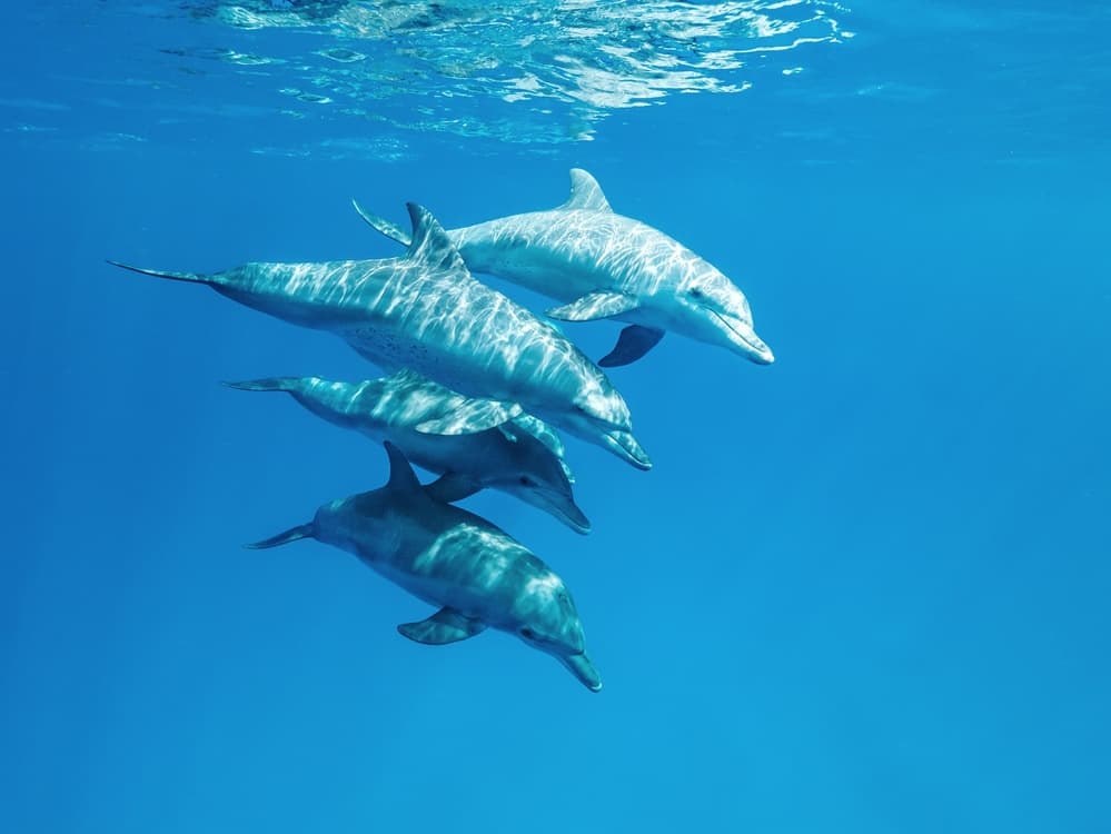 Graceful Ocean Dolphins by Serge Melesan — canvas wall art