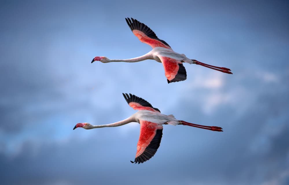 Pink Flamingos Soaring by Xavier Ortega — canvas wall art