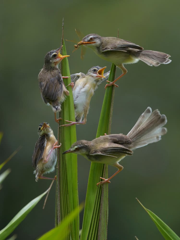 Parent Bird Feeding Young by Phat Dao Tan — canvas wall art