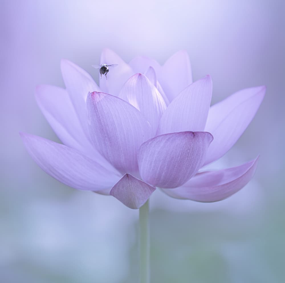 Serene Lotus and Bee by Catherine Wang — canvas wall art