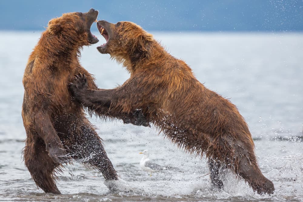 Grizzly Bear Battle by Denis Budkov — canvas wall art