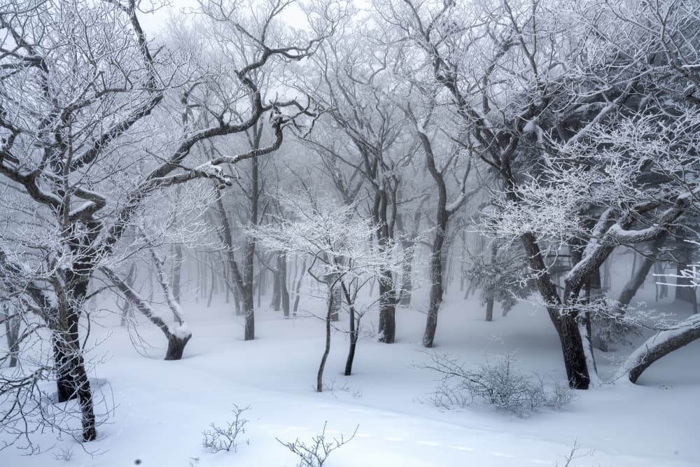 Misty Winter Forest by Akira Nagase — canvas wall art