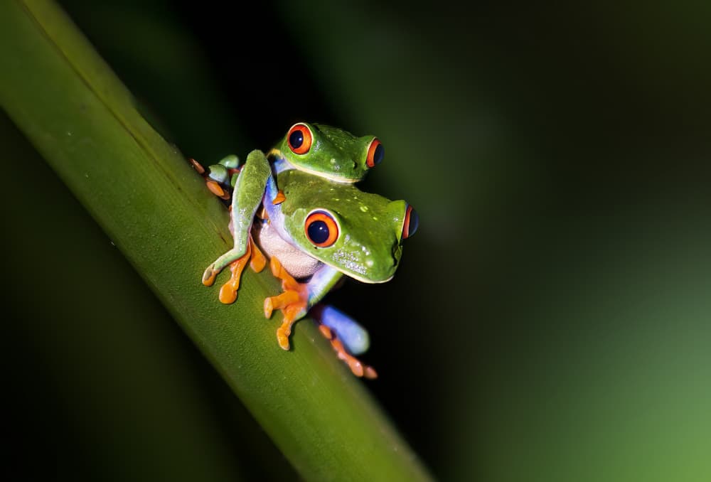 Red-Eyed Tree Frogs by YY DB — canvas wall art