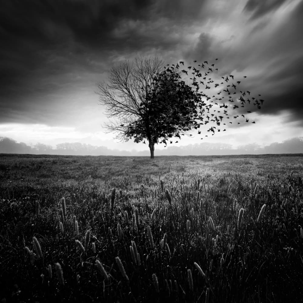 Vanishing Tree Birds