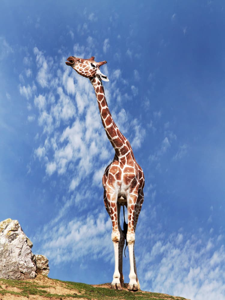 Majestic Giraffe Looking Up by Anna Cseresnjes — canvas wall art