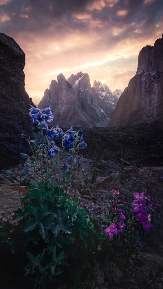 Wild Alpine Bloom by qiye — canvas wall art
