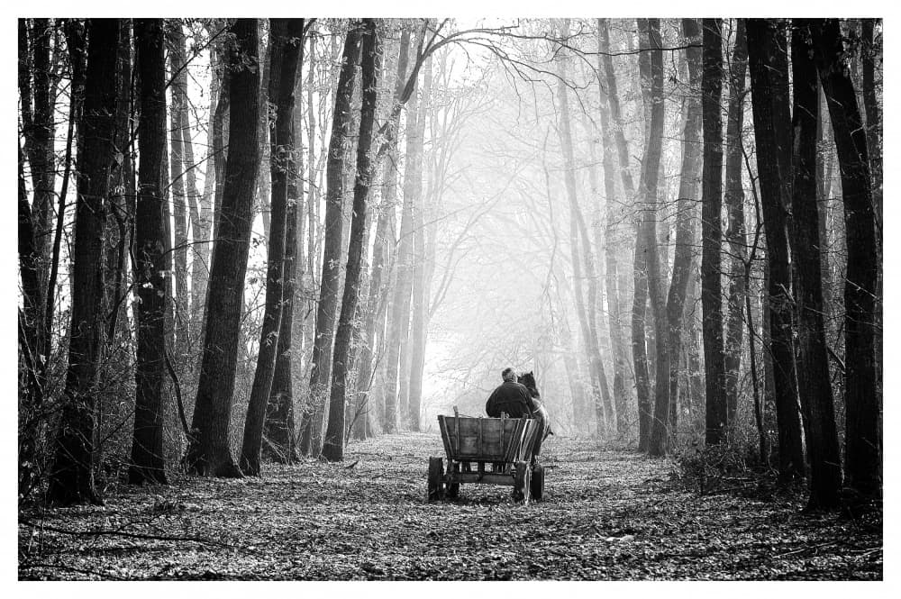 Misty Forest Journey by Dragan Drobac — canvas wall art