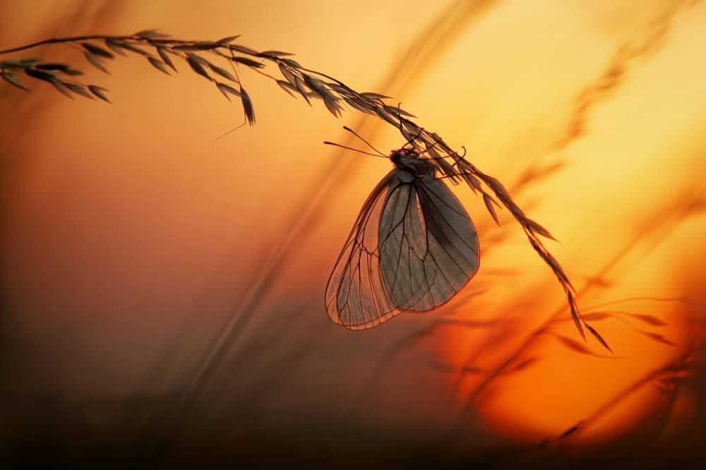 Golden Hour Butterfly by Francois Casanova — canvas wall art