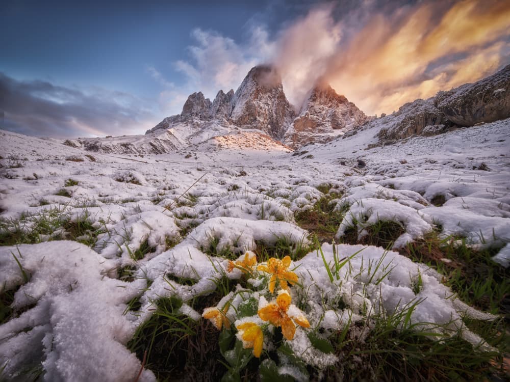 Snowy Mountain Spring Flowers by Ivan A. Godovikov — canvas wall art