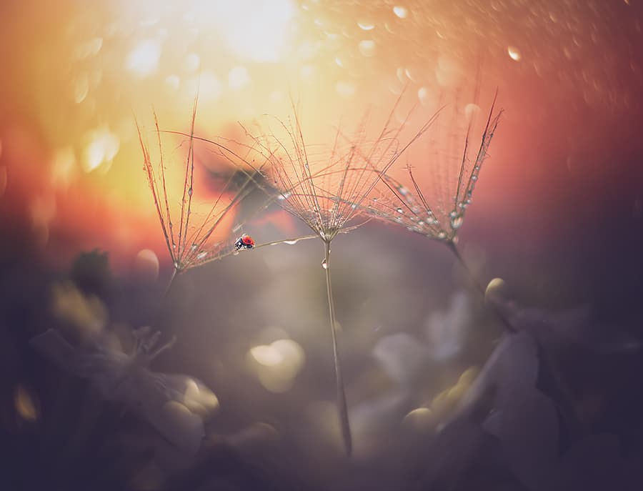 Ladybug Dandelion Glow by Tanya Markova — canvas wall art