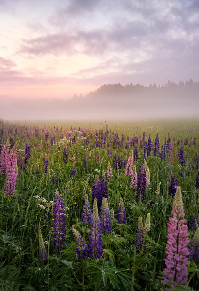 Misty Lupine Dawn by Christian Lindsten — canvas wall art