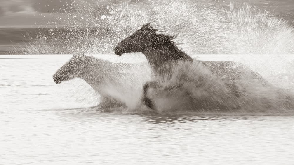 Wild Horses Splashing Water by Bingo Z — canvas wall art