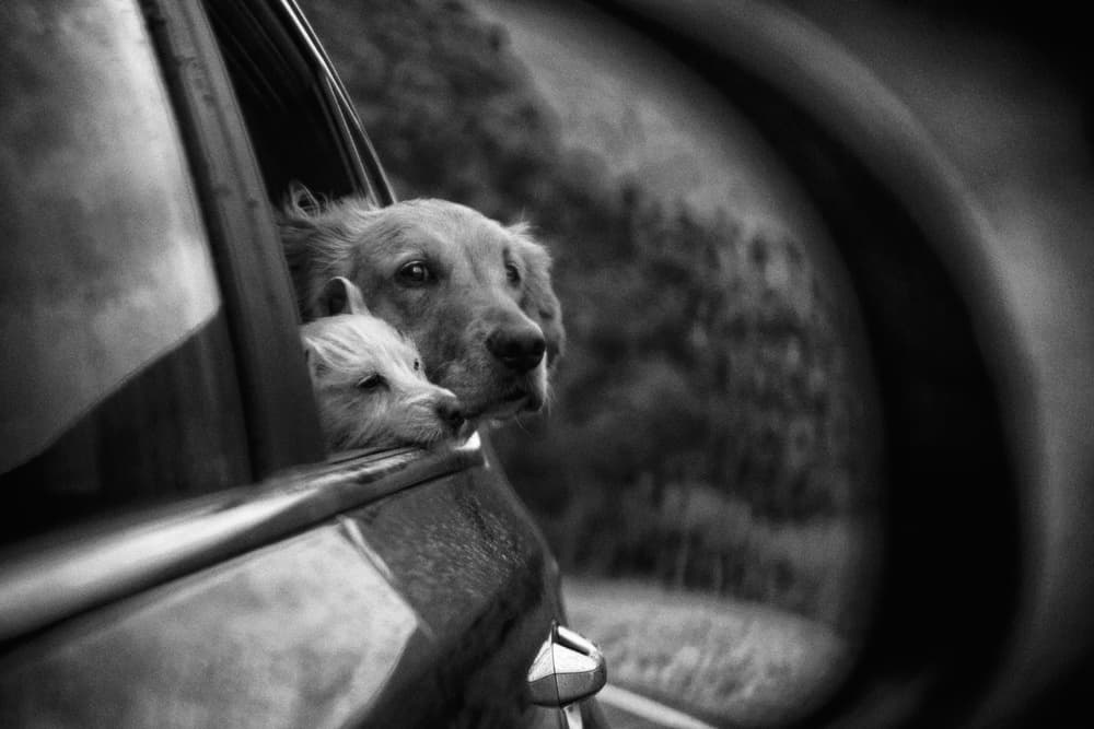 Car Window Companions by Roxana Labagnara — canvas wall art