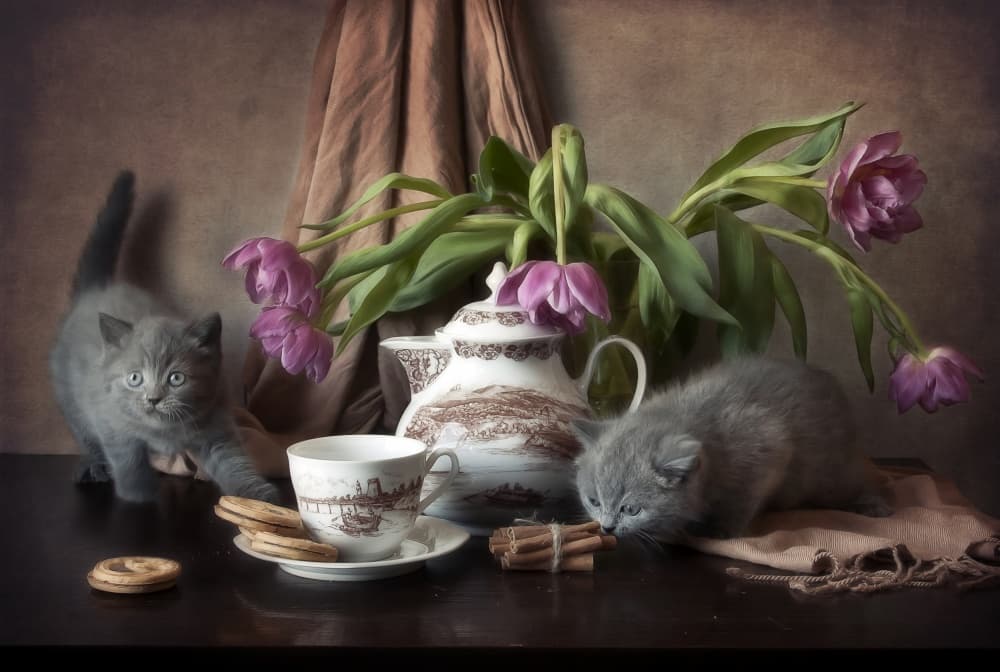Cozy Kitten Tea Time by Eleonora Grigorjeva — canvas wall art