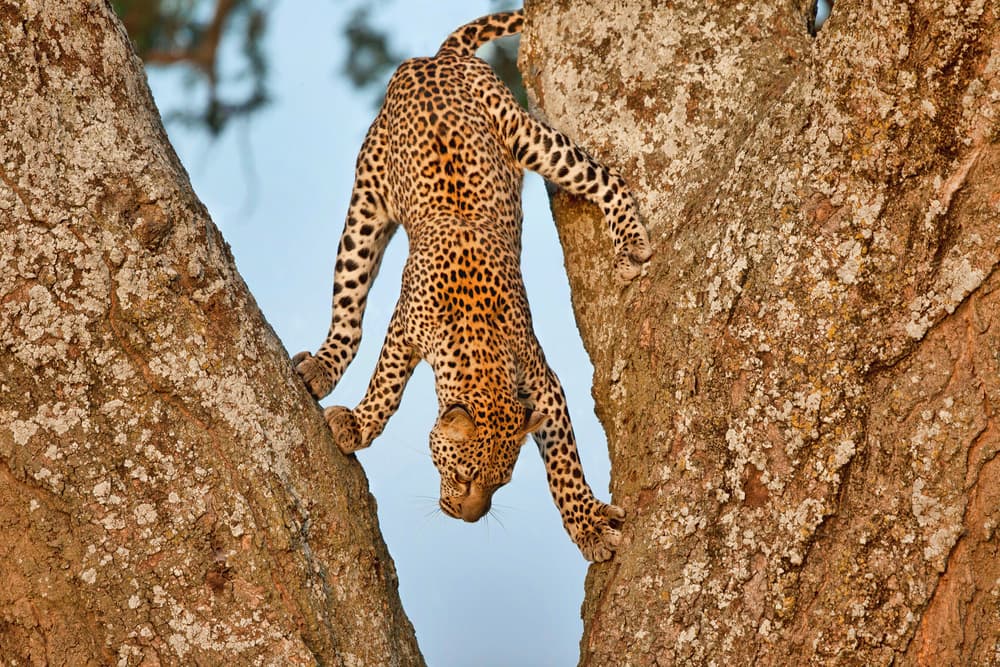 Leopard's Graceful Descent by Alessandro Catta — canvas wall art