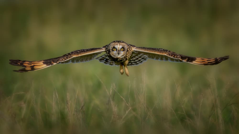 Intense Owl Flight by Jacob (Jian) Xu — canvas wall art