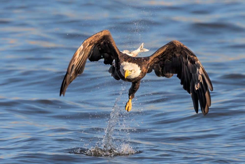 Eagle Fishing Splash by Jun Zuo — canvas wall art