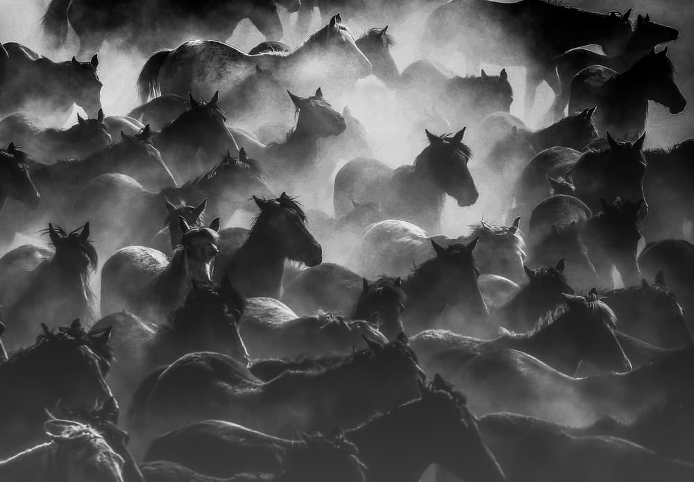 Wild Horses In Dust by Ummu Nisan Kandilcioglu — canvas wall art