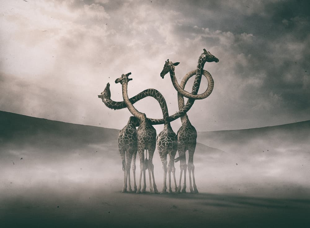 Surreal Giraffe Necks by Hussain Buhligaha — canvas wall art