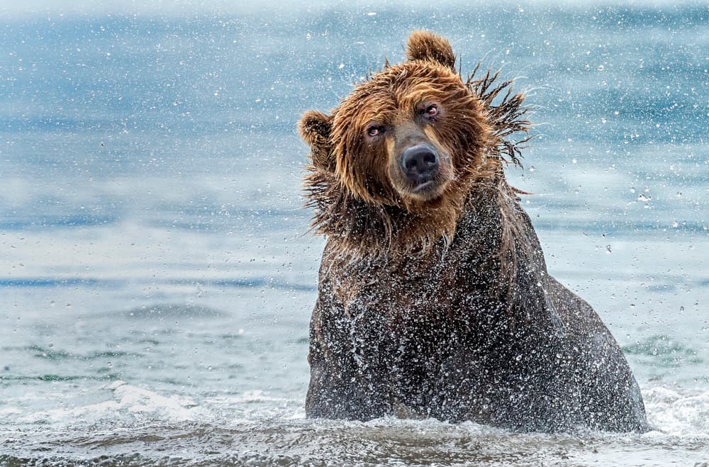 Wet Brown Bear by Giuseppe DAmico — canvas wall art