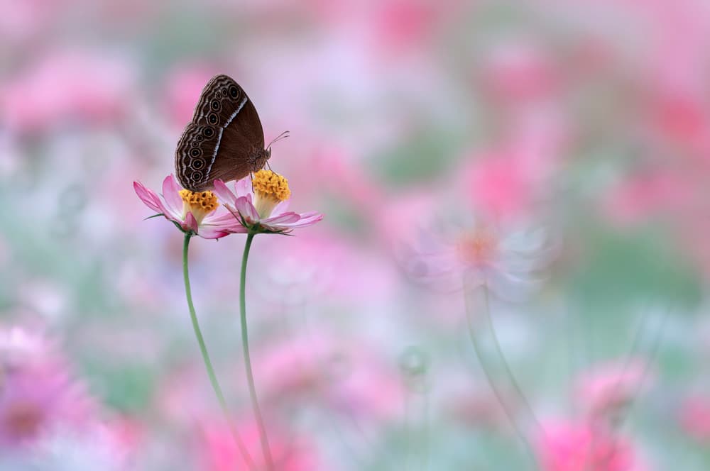 Delicate Butterfly Pink Cosmos by Edy Pamungkas — canvas wall art