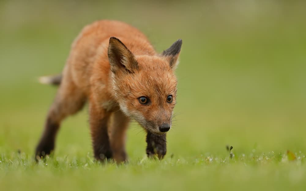 Curious Fox Kit by Assaf Gavra — canvas wall art