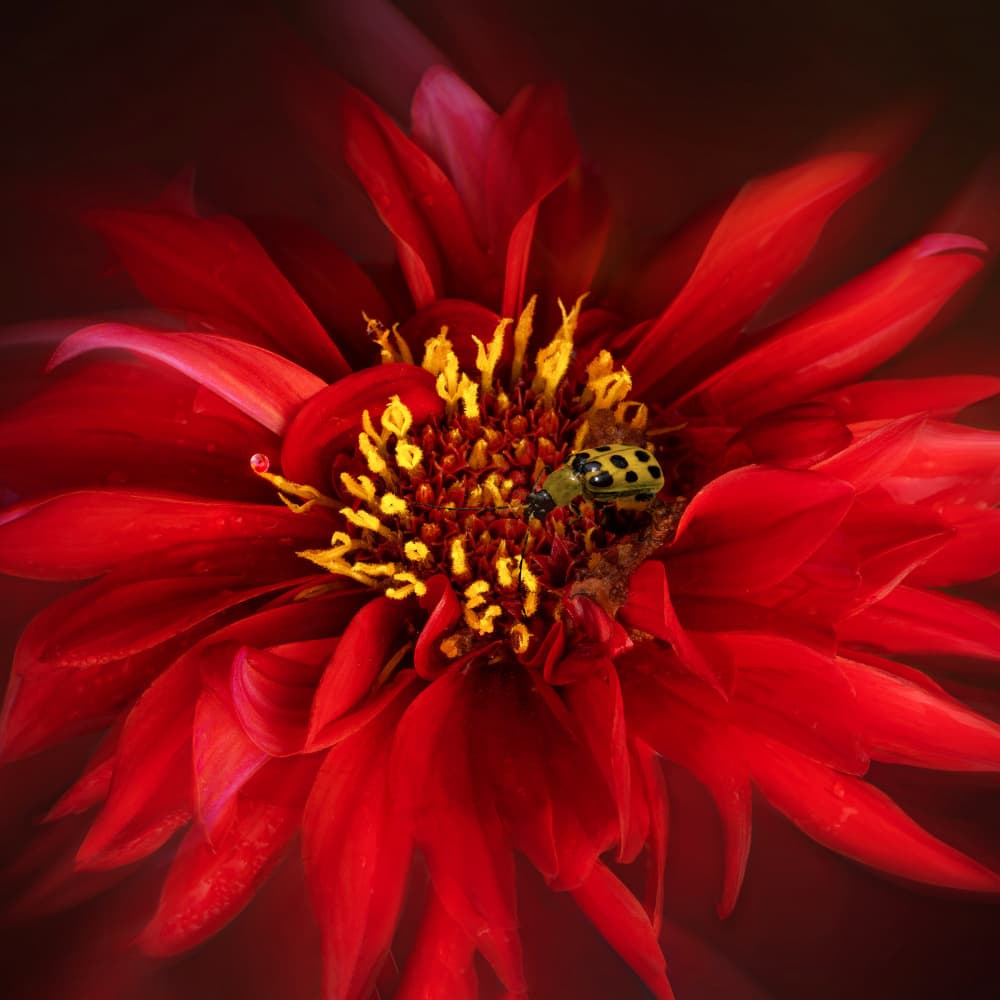Ladybug on Red Dahlia by Yi Pan — canvas wall art