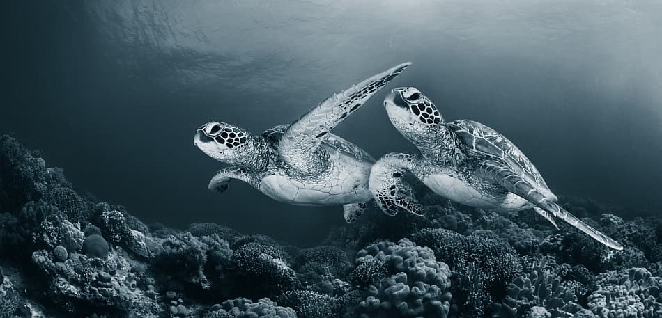 Graceful Sea Turtles Swim
