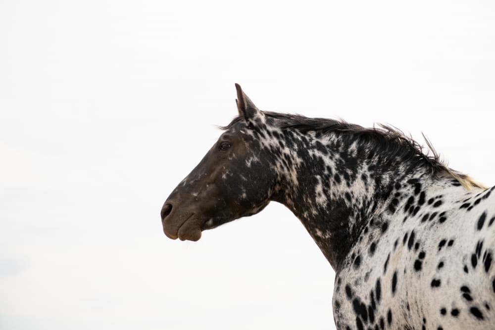 Majestic Spotted Horse by Crystal Lynn Collins — canvas wall art