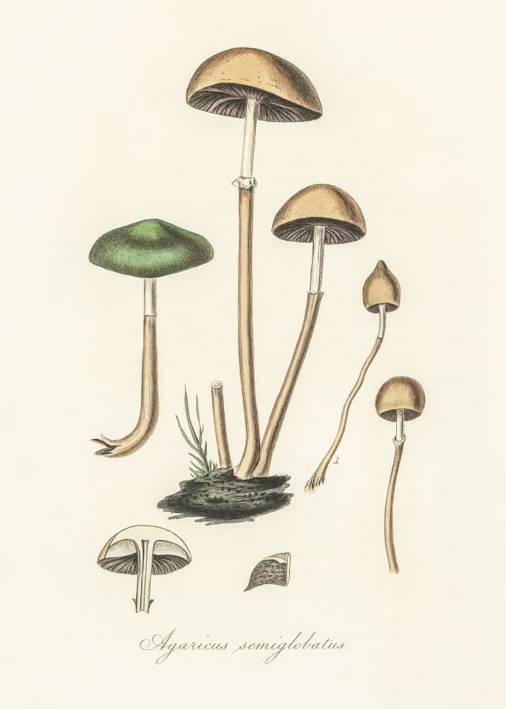Agaricus Semiglobatus by John Stephenson and James Morss Churchill — canvas wall art