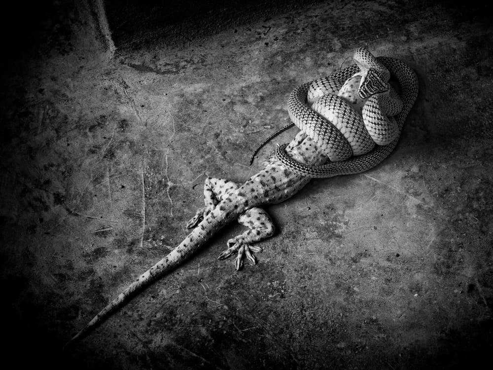 Snake and Gecko Fight by Joerg Sannwald — canvas wall art