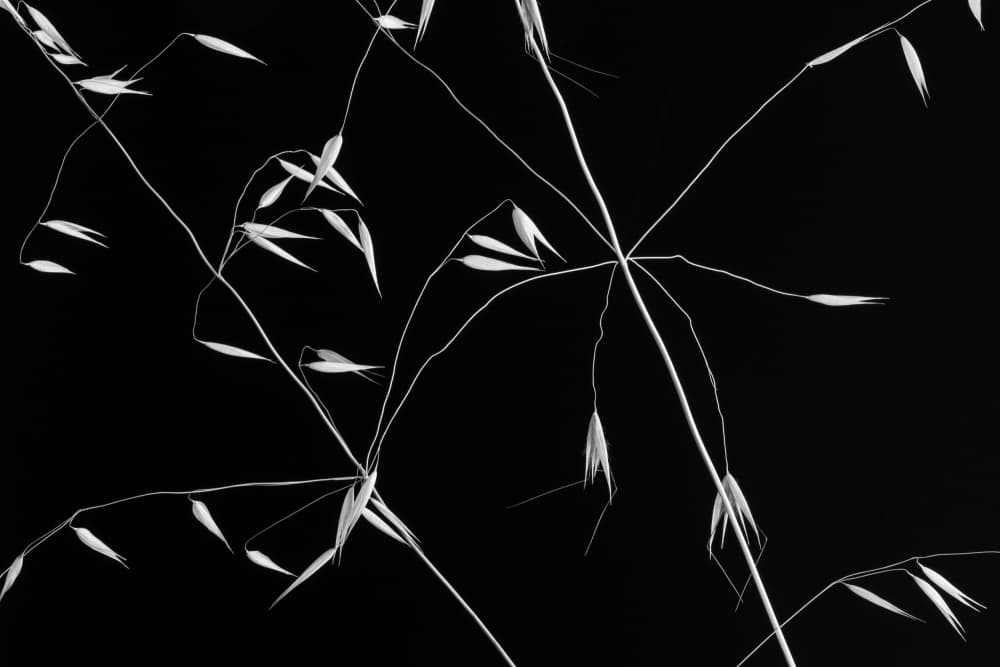 Elegant Plant Lines by Olavo Azevedo — canvas wall art